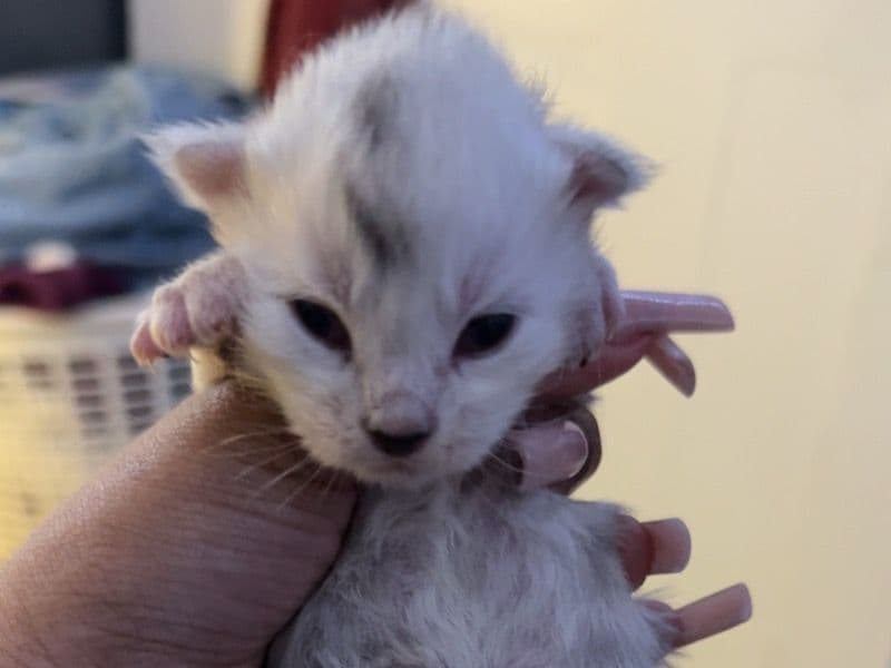 Loki primary photo