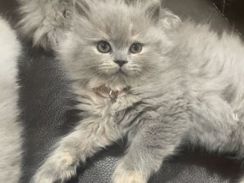 Priscilla primary photo