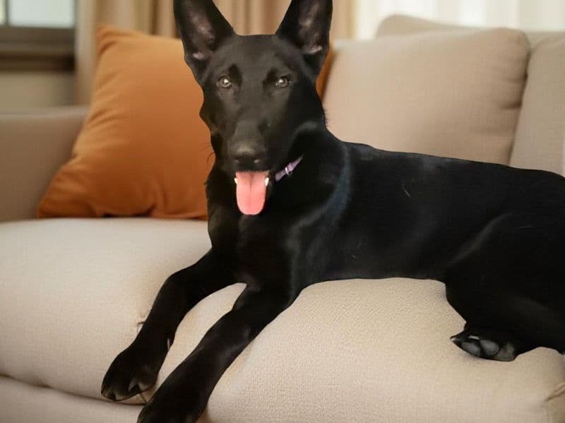 Nala primary photo