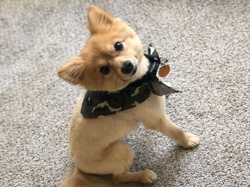 Rico primary photo