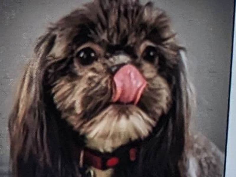 Lola primary photo