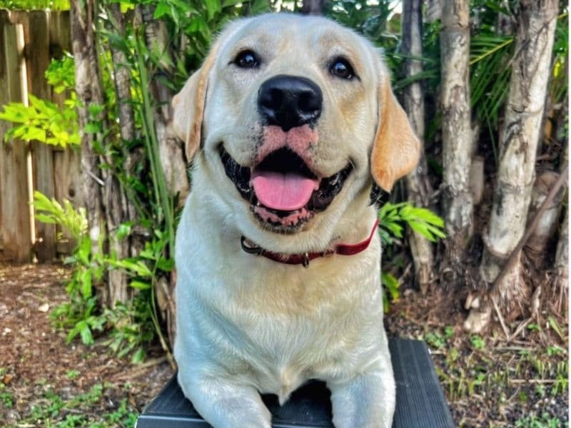 Beignet primary photo