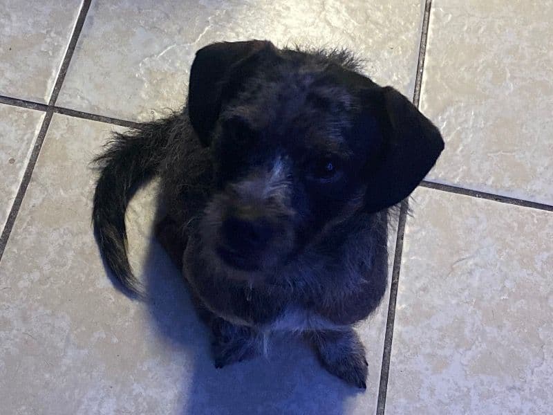 Milo primary photo