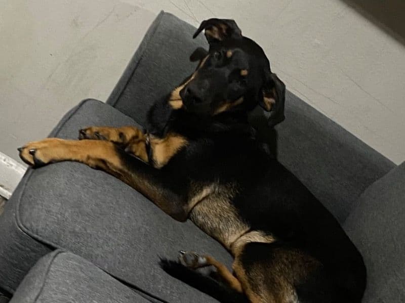 Max primary photo