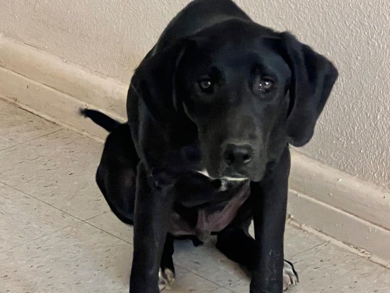 Puppy primary photo