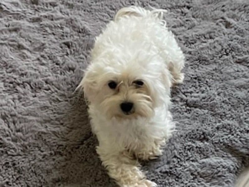 Bella primary photo