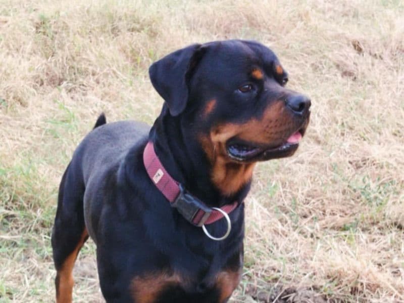Simba primary photo