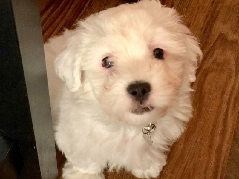 Luna primary photo