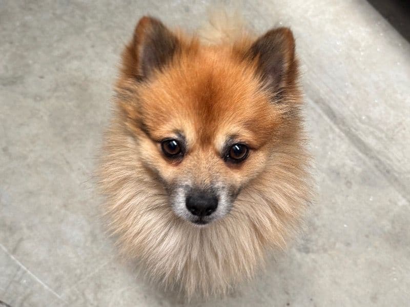 Wolfie primary photo