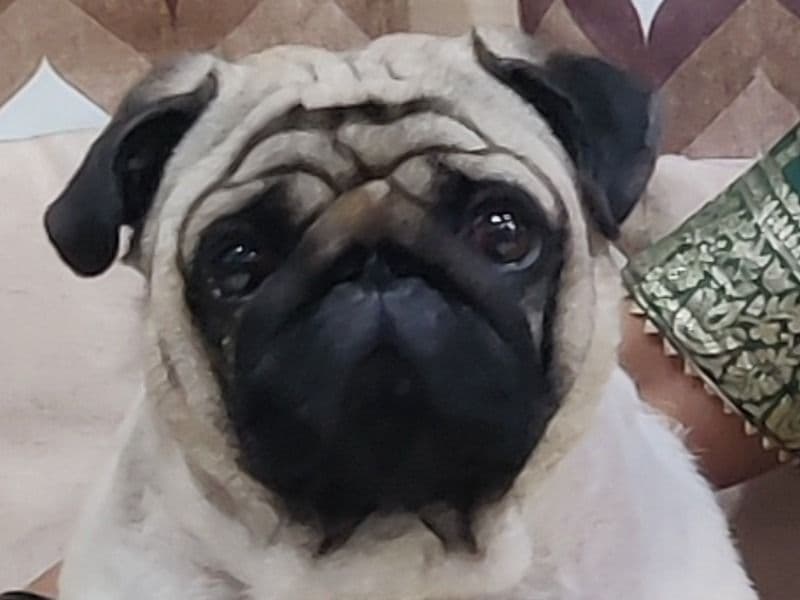 Leo primary photo