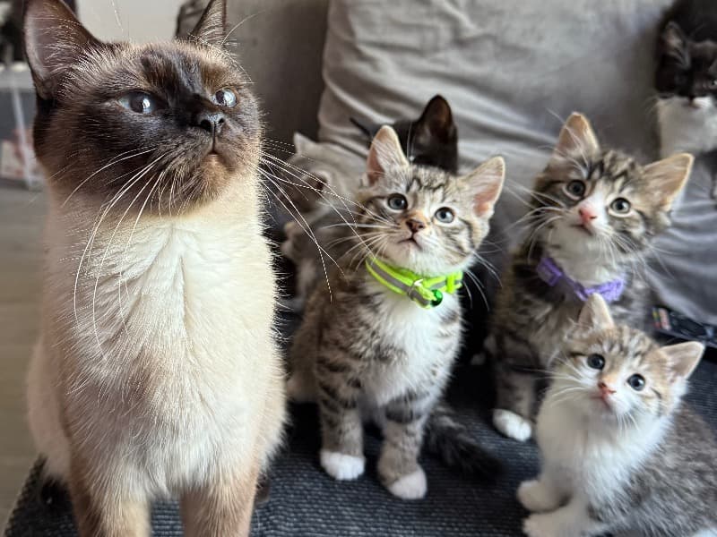 Kitten primary photo