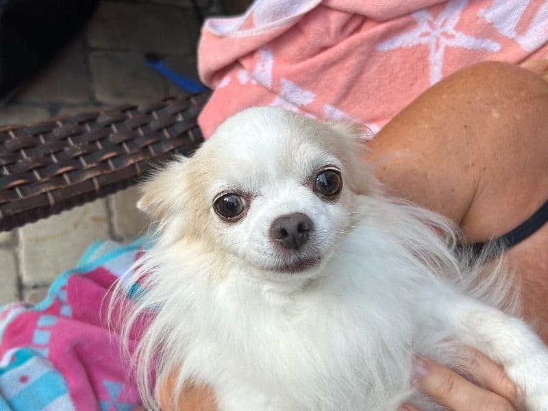 Coco primary photo