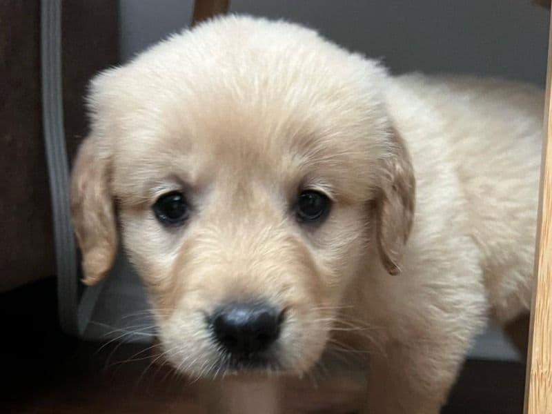 Luna primary photo