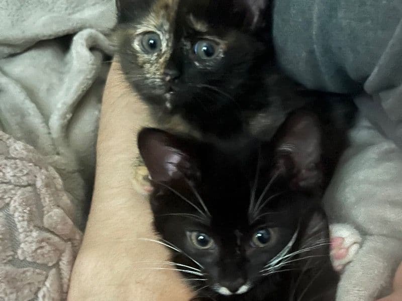 Onion, Scar, Ling Ling primary photo