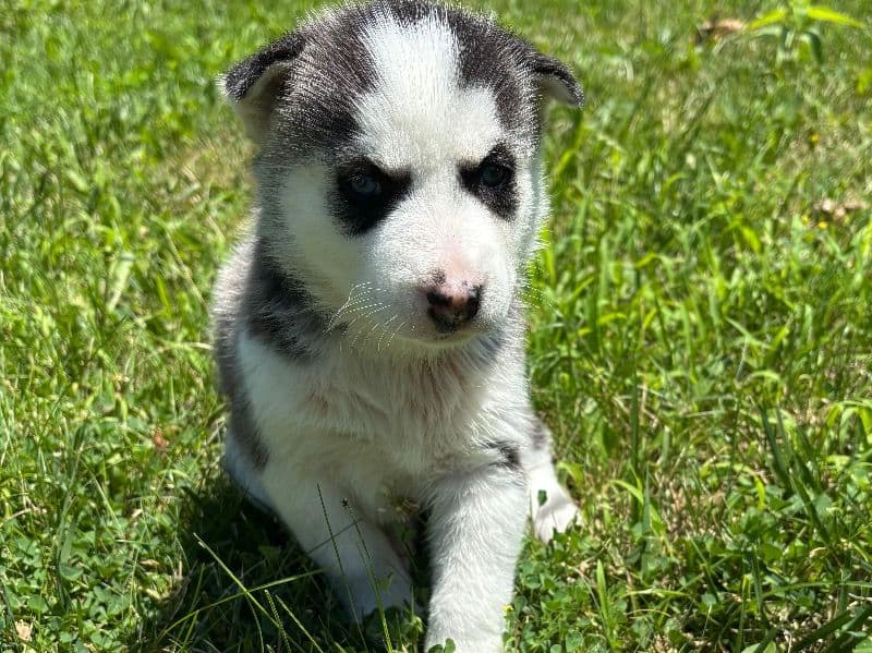 Puppy E primary photo