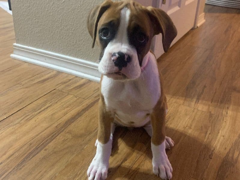 Ruby primary photo
