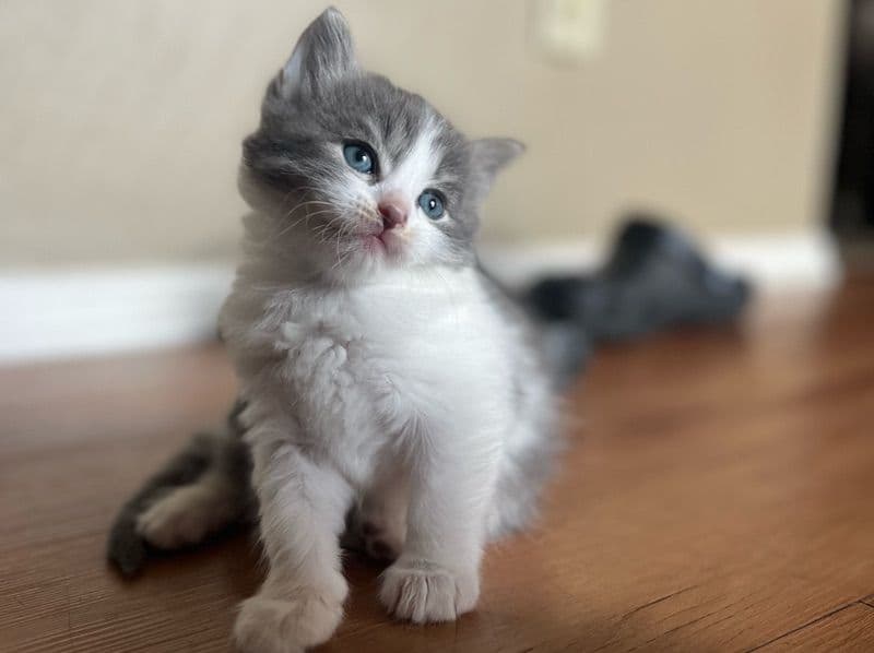 Biscuit primary photo