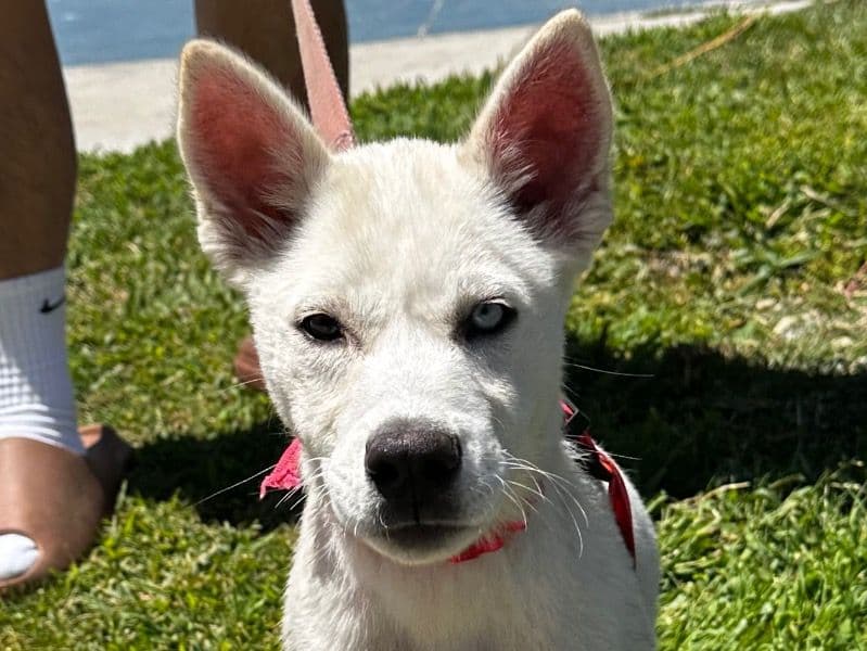 Luna primary photo