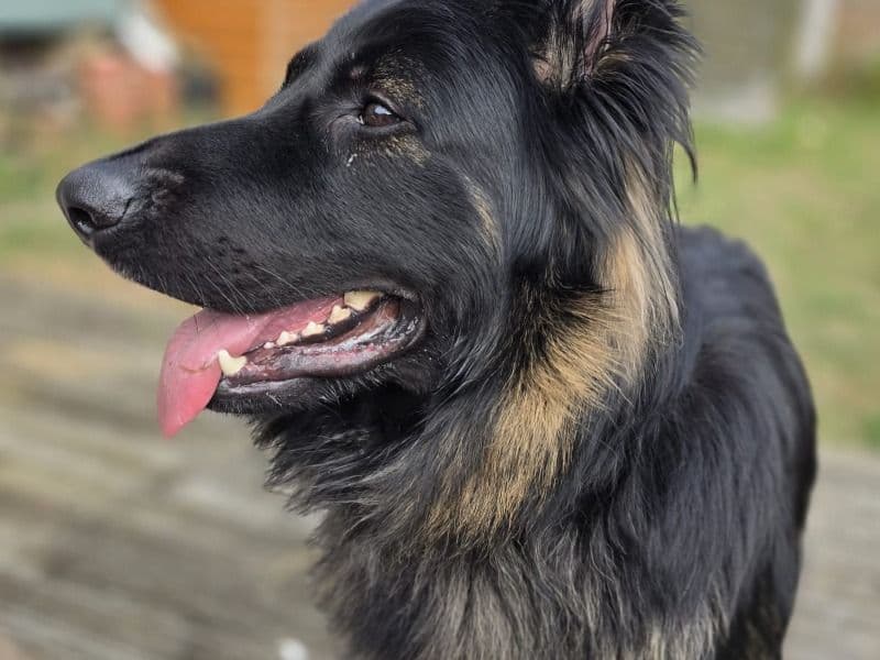 Rex primary photo