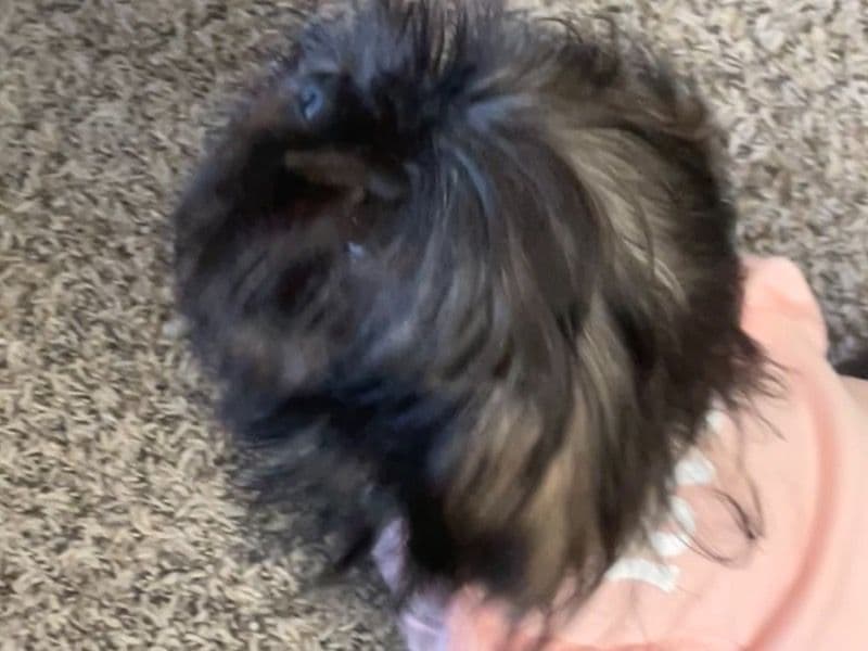 Bella primary photo