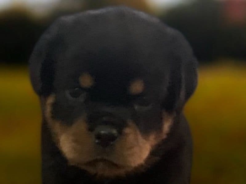 Baby D primary photo