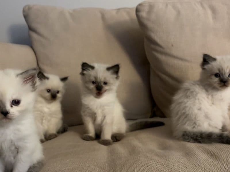 New Born Kittens! primary photo