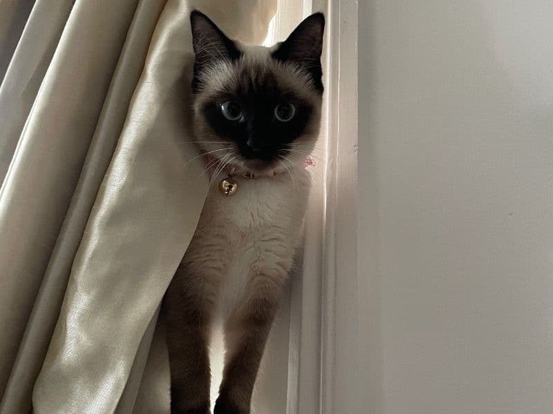 Coco primary photo