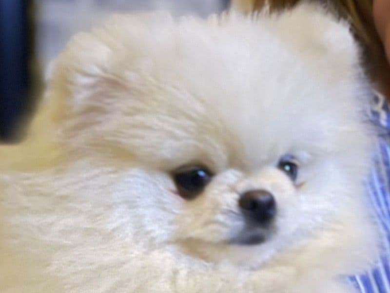 Bobo primary photo