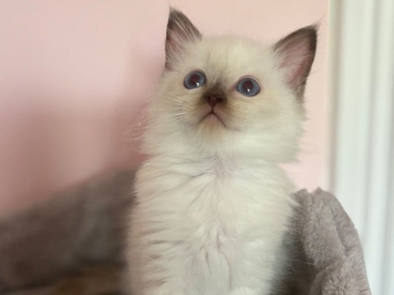 Cotton Ball primary photo
