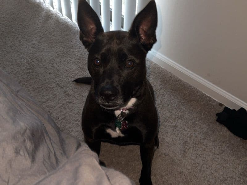 Leia primary photo