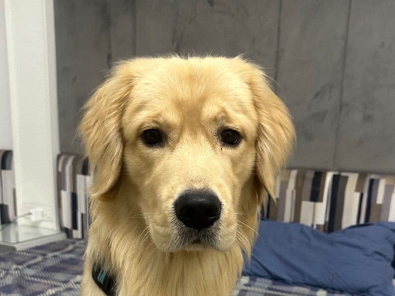 Simba primary photo