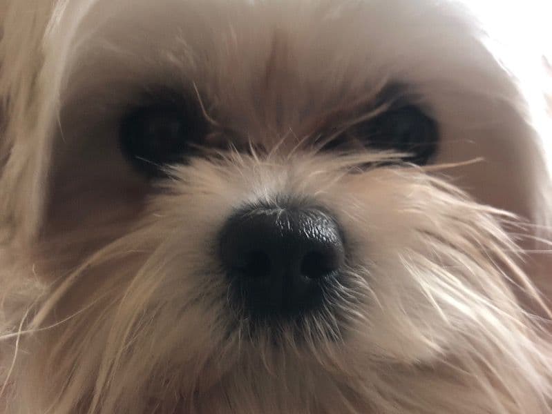 Luna primary photo