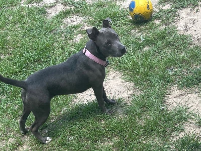 Coco primary photo