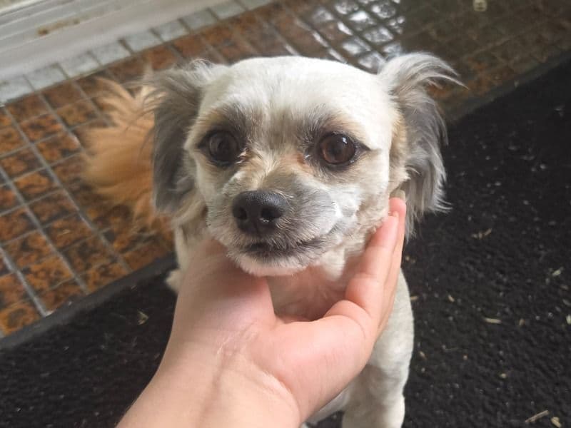 Pebbles primary photo