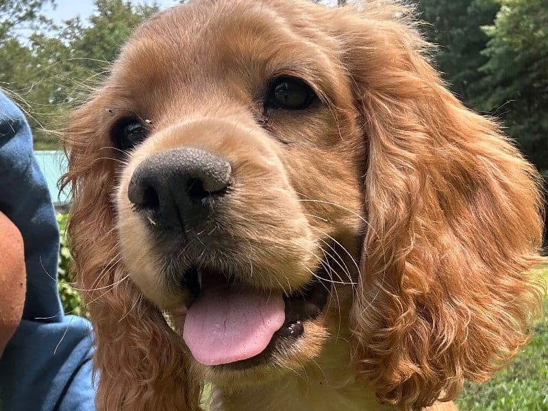 Marley primary photo