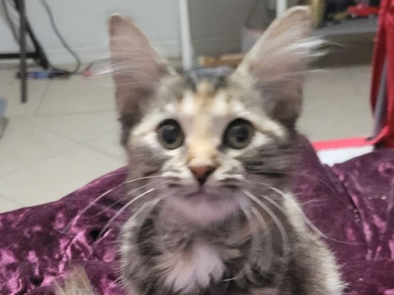 Cinder primary photo