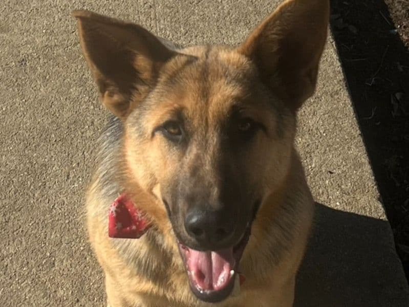 Bella primary photo