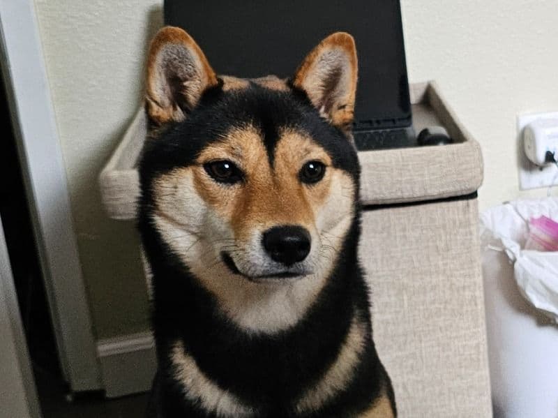 Maki primary photo
