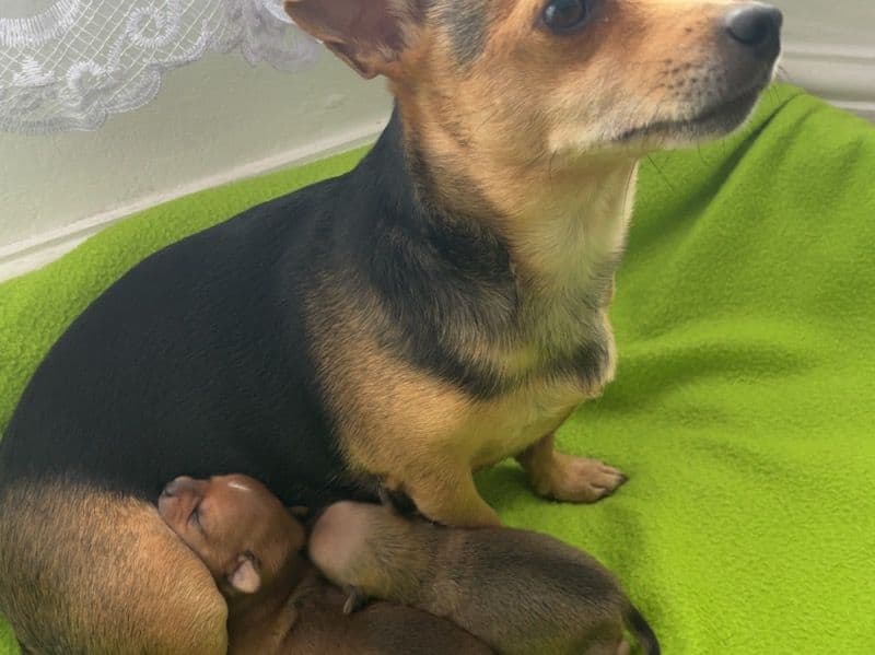 Puppies primary photo