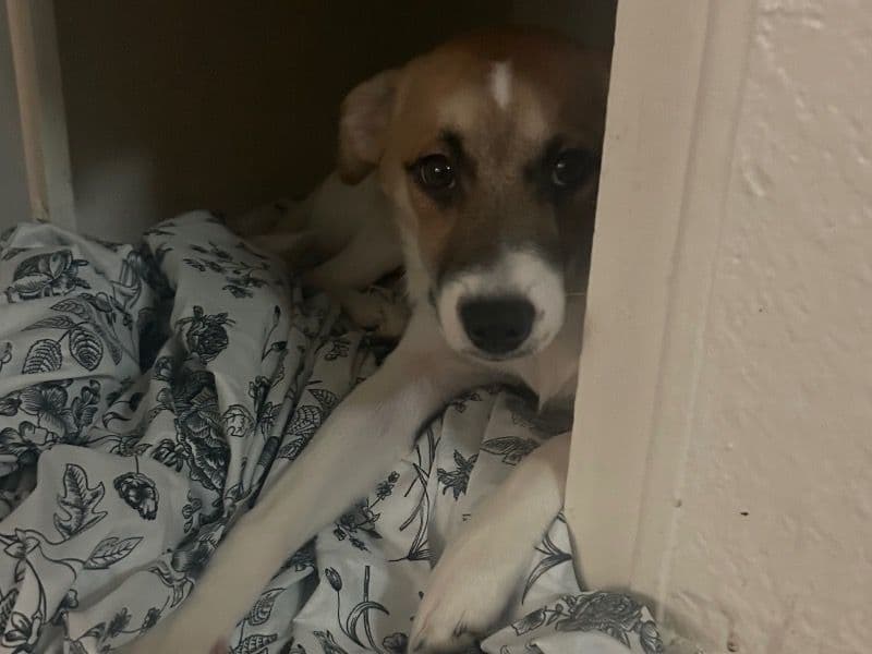 Luna primary photo