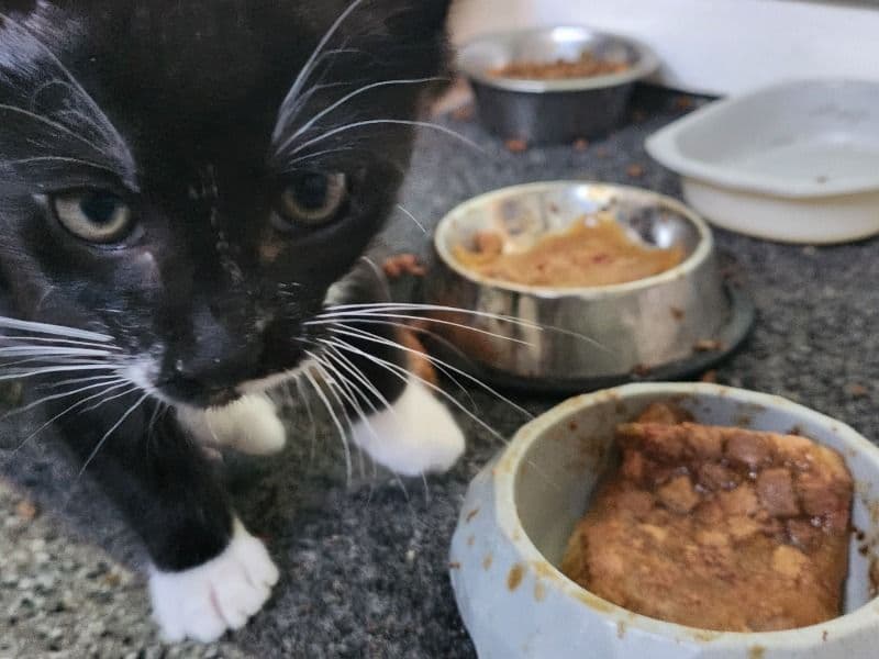 Kitten primary photo