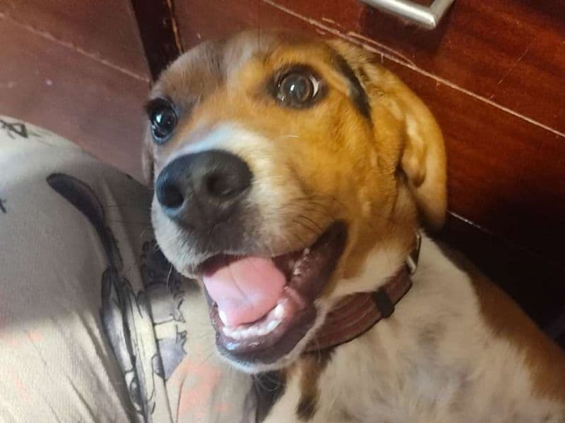 Daisy primary photo