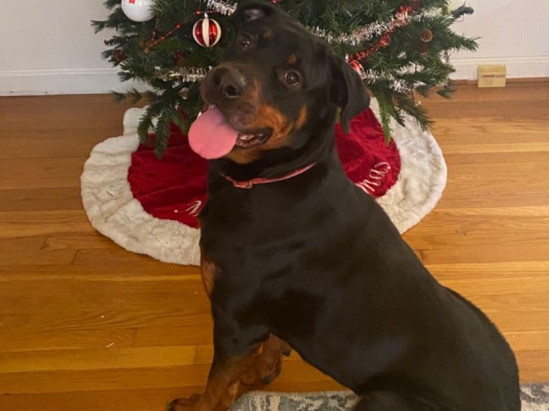 Cookie primary photo