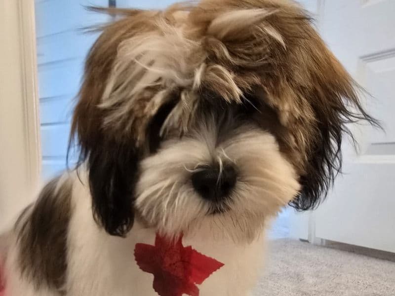 Snoopy primary photo