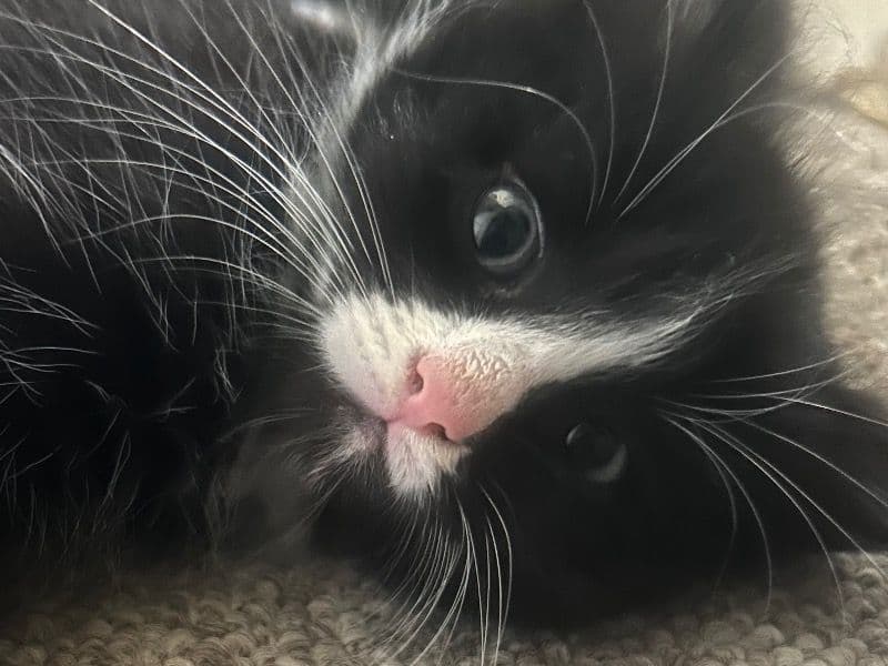 Kitten primary photo