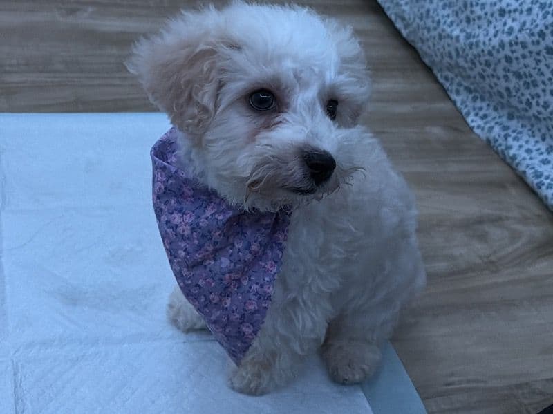 Lulu primary photo