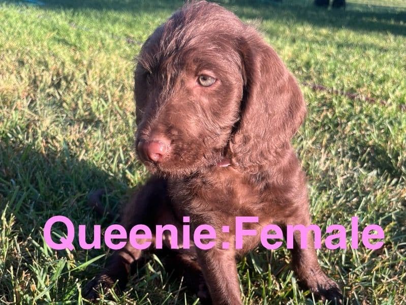 Queenie primary photo