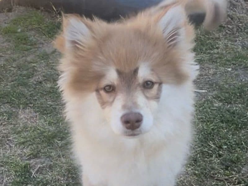 Daisy primary photo