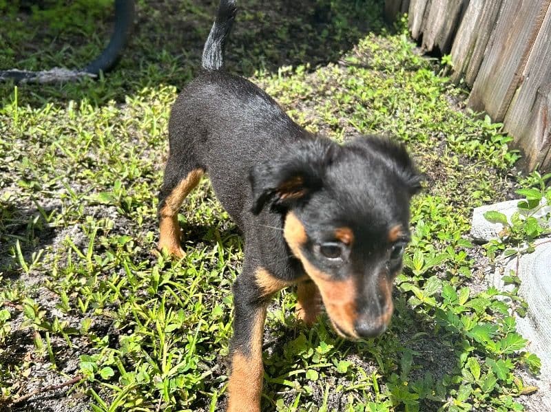 Zuri primary photo