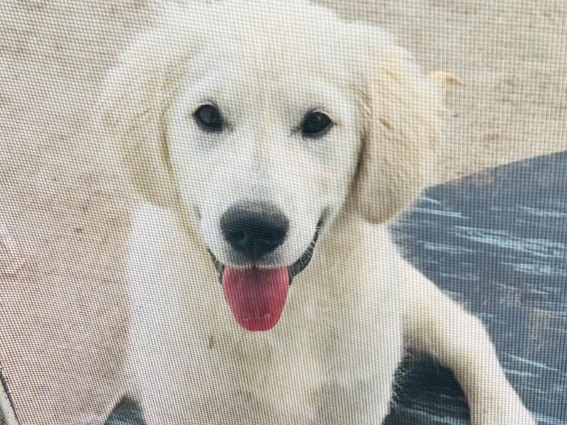 Jasper primary photo